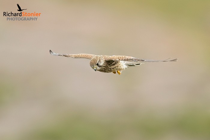Kestrel
