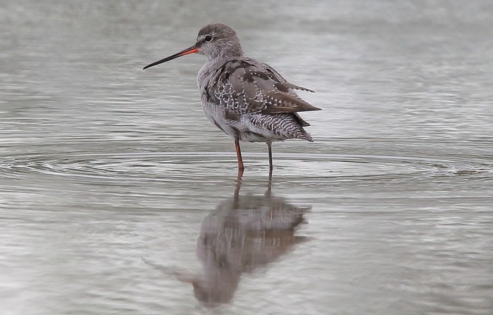 Spotted Redshank