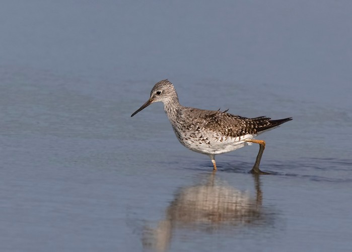 Lesser Yellowlegs