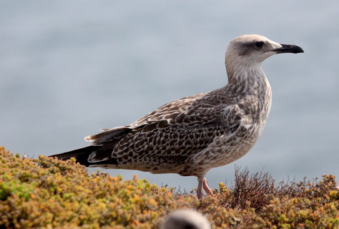 Yellow-legged Gull