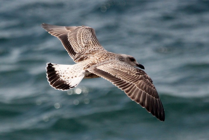 Yellow-legged Gull
