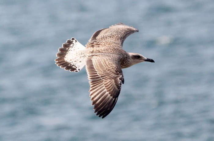 Yellow-legged Gull 