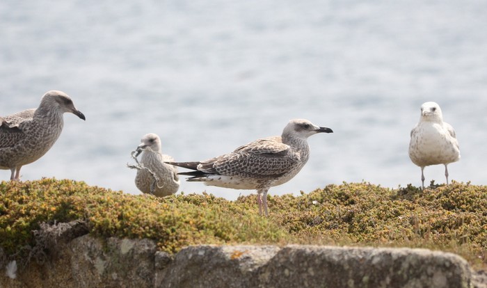 Yellow-legged Gull