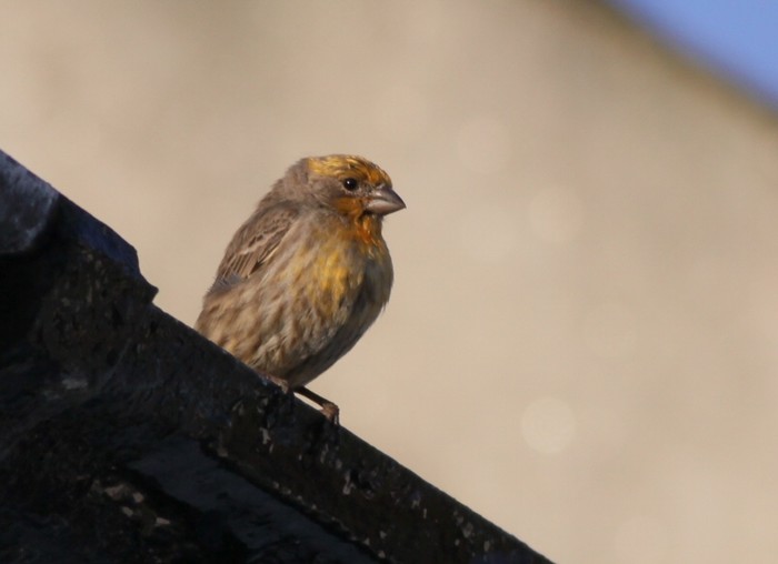 House Finch