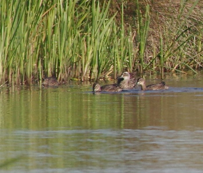 Garganey