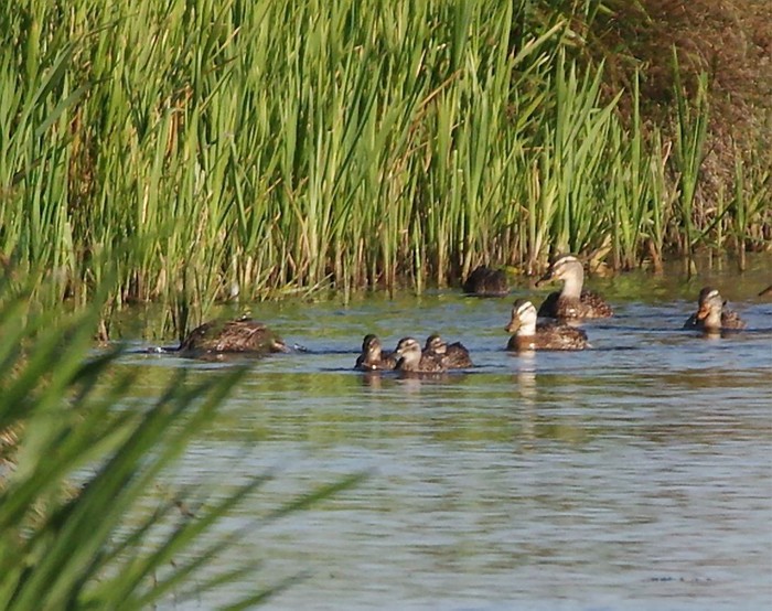 Garganey