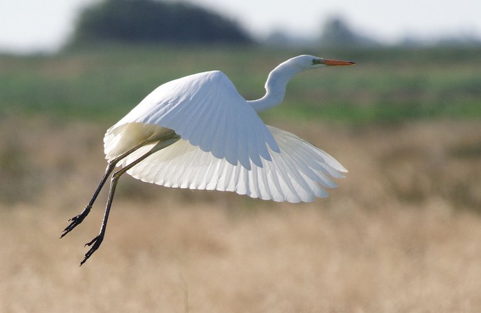 Great White Egret