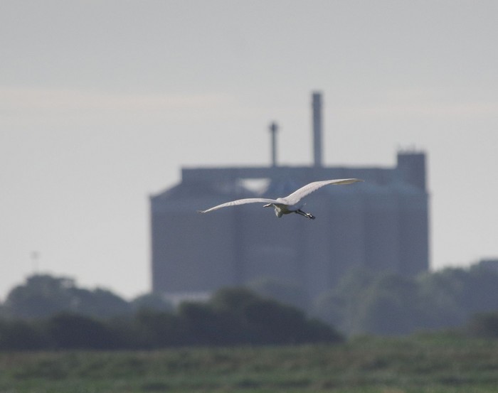 Great White Egret