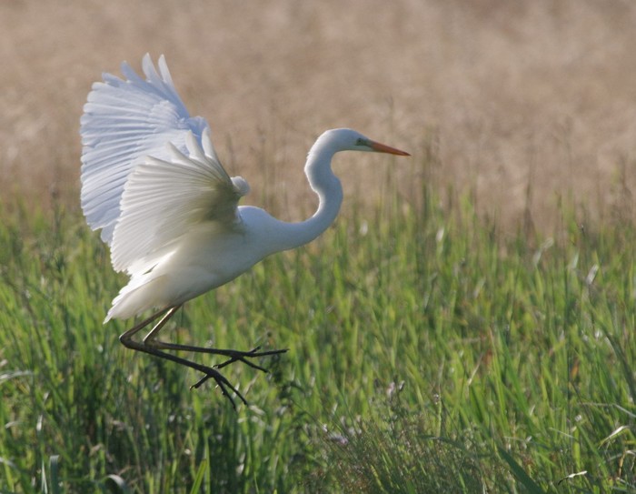 Great White Egret