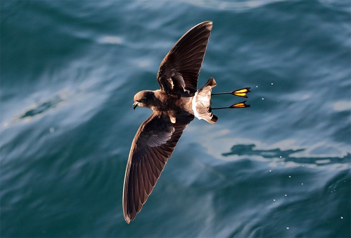 Wilson's Petrel