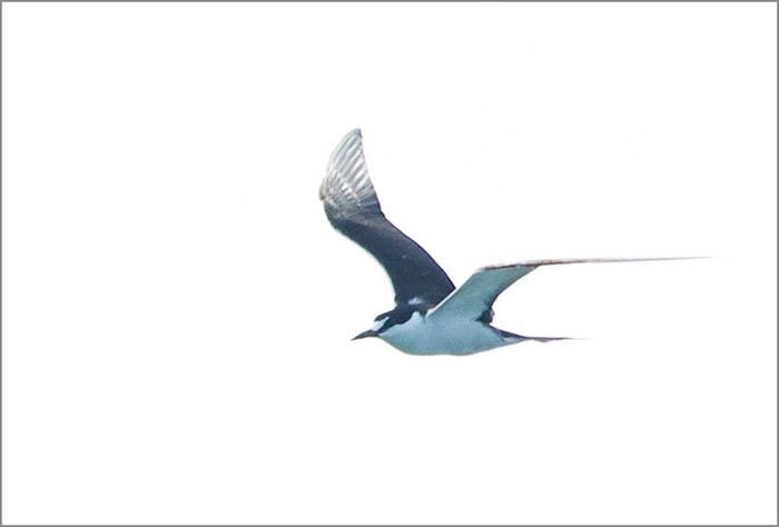 Sooty Tern