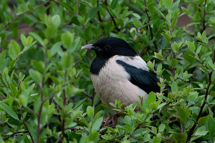 Rose-coloured Starling