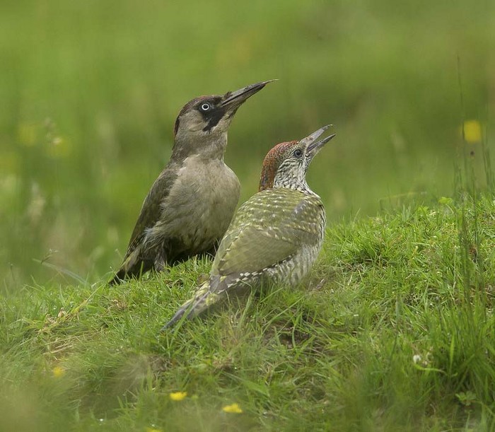 Green Woodpecker