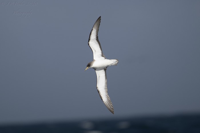 Cory's Shearwater