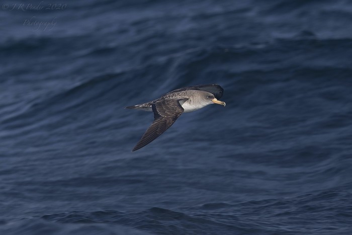 Cory's Shearwater