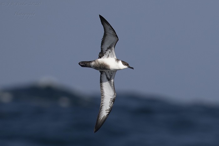 Great Shearwater