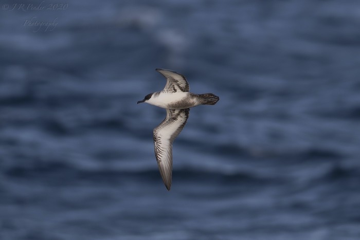 Great Shearwater