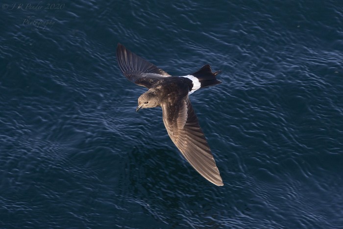 Wilson's Petrel
