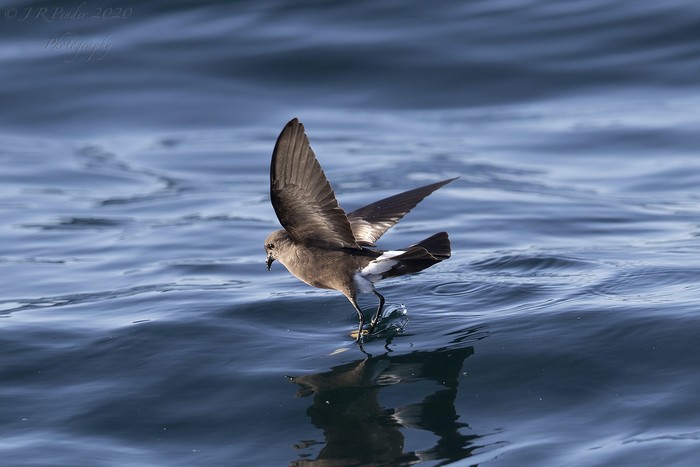 Wilson's Petrel