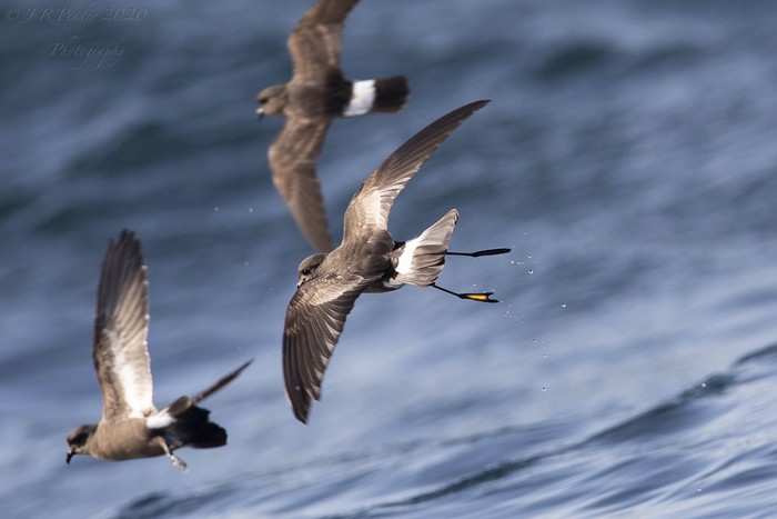 Wilson's Petrel