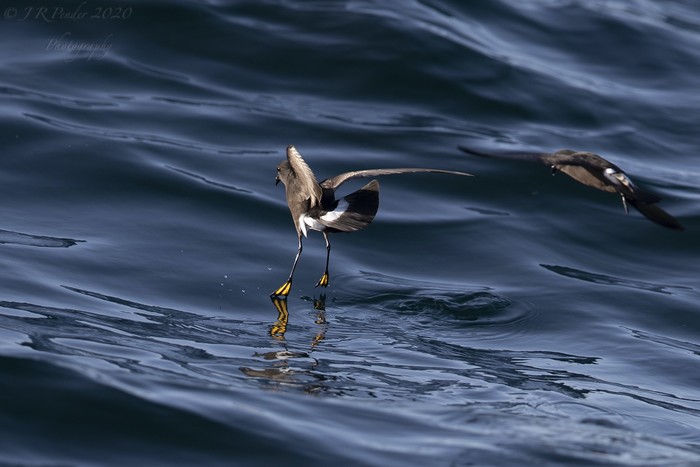 Wilson's Petrel