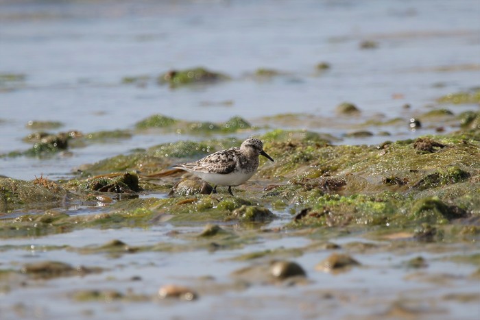 Sanderling