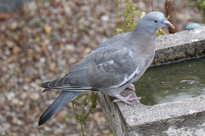 Woodpigeon