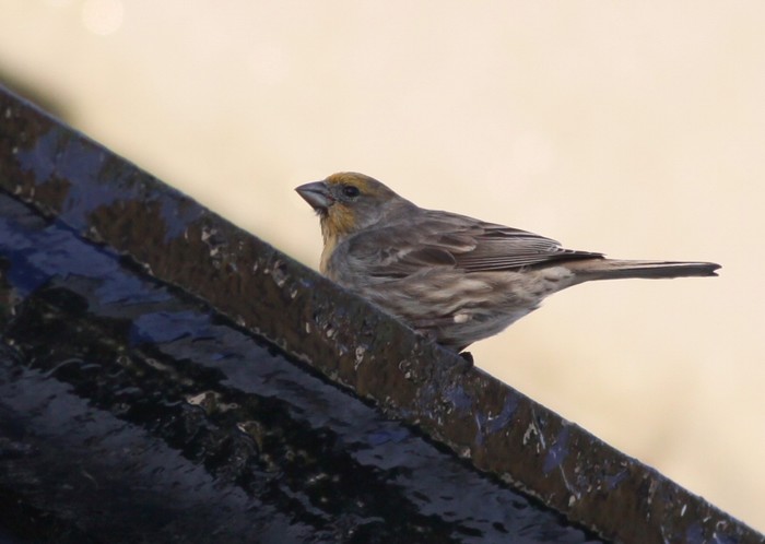 House Finch