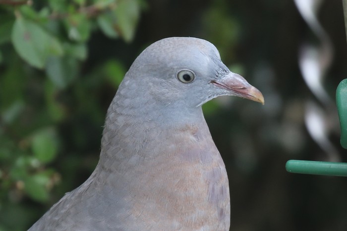 Woodpigeon