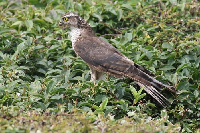 Sparrowhawk