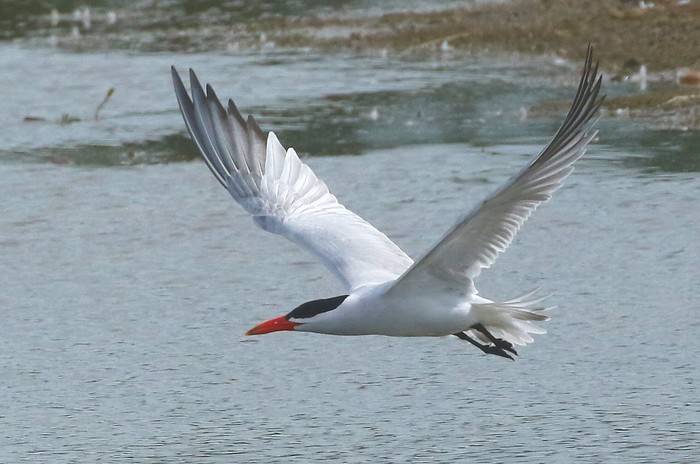 Caspian Tern