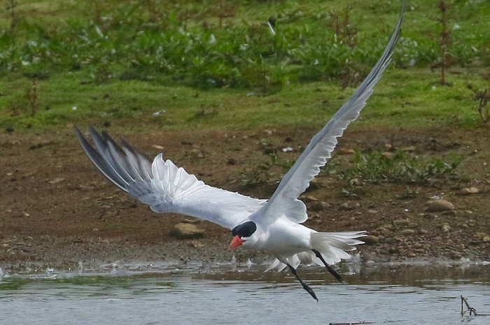 Caspian Tern
