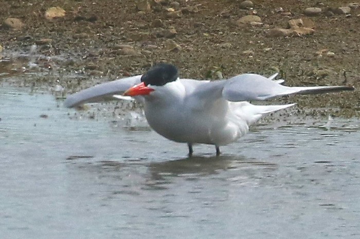 Caspian Tern