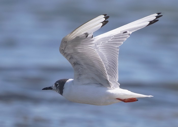 Bonaparte's Gull