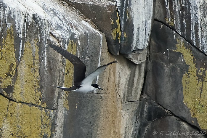 Sooty Tern
