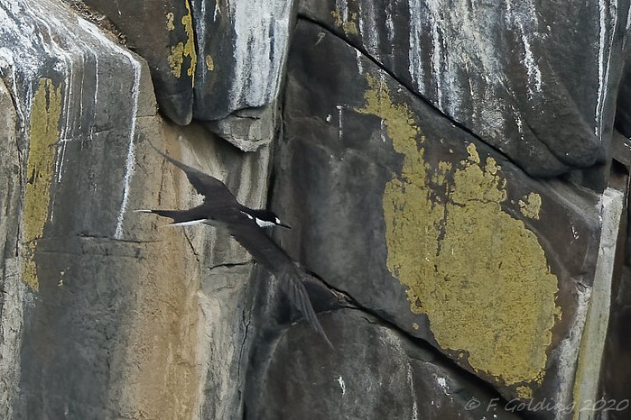 Sooty Tern