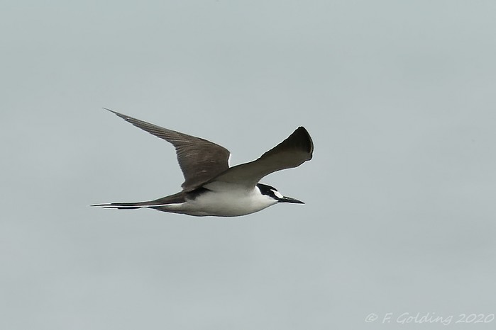 Sooty Tern