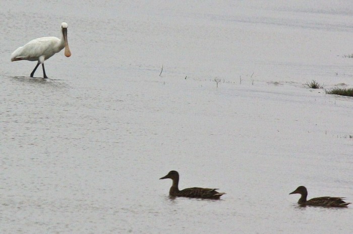 Spoonbill