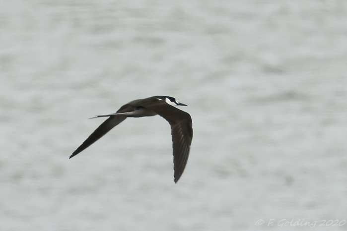 Sooty Tern