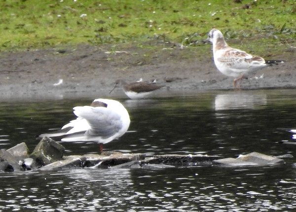 Green Sandpiper
