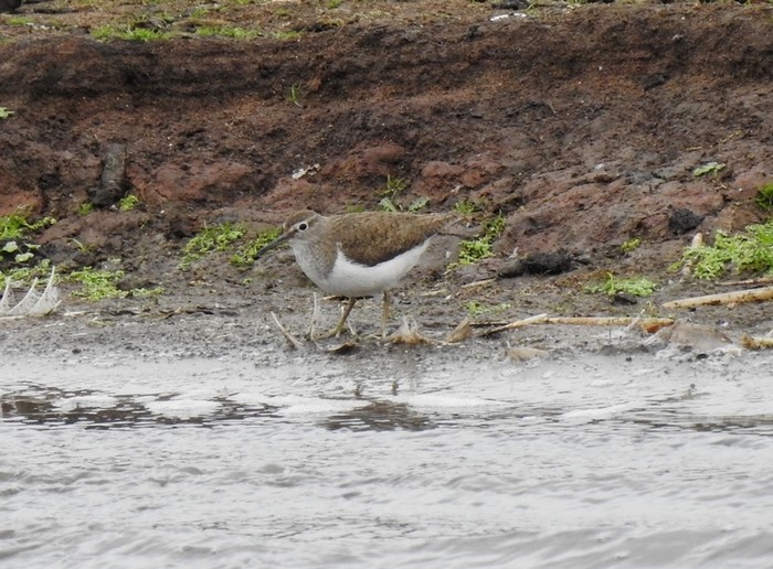 Common Sandpiper
