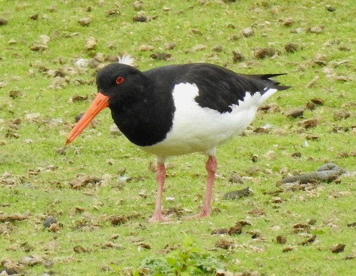 Oystercatcher