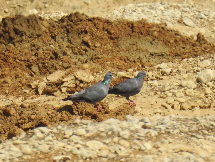 Stock Dove