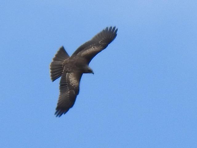 Black Kite