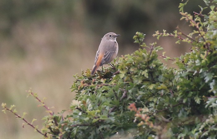 Redstart