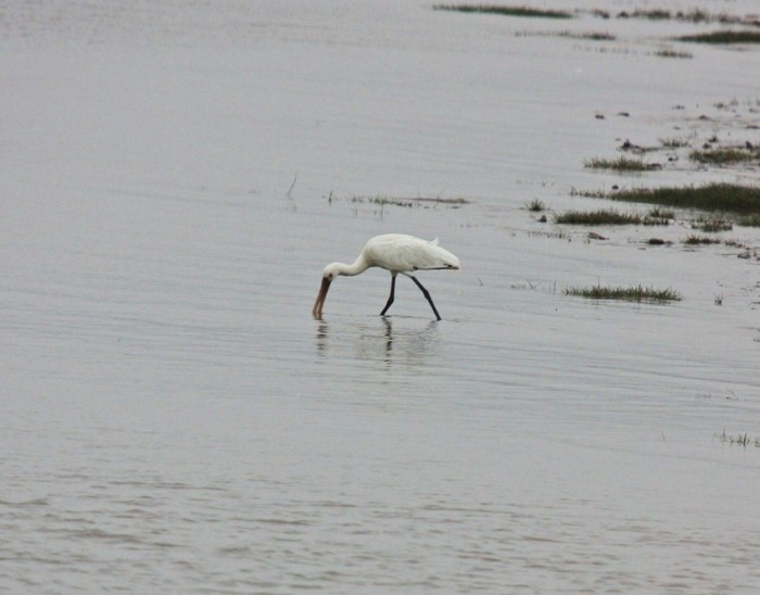 Spoonbill
