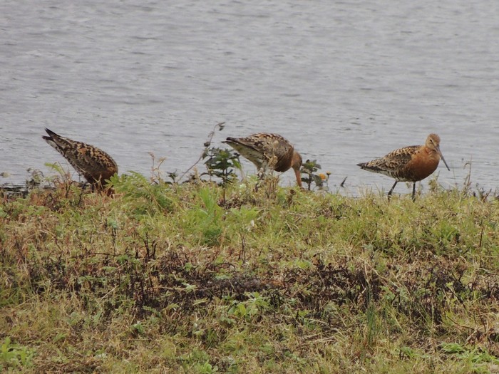 Black-tailed Godwit