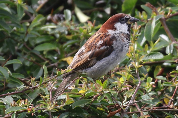 Italian Sparrow
