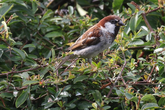 Italian Sparrow