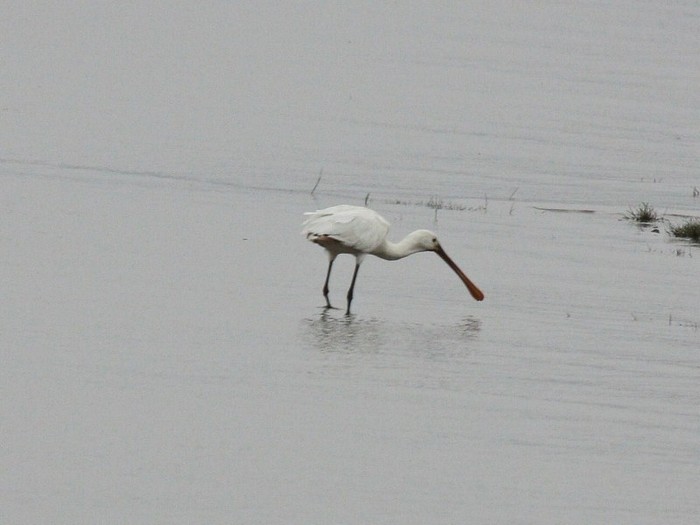 Spoonbill